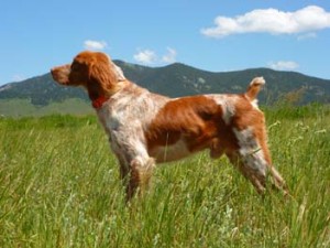 Rusty