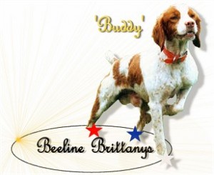 Buddy